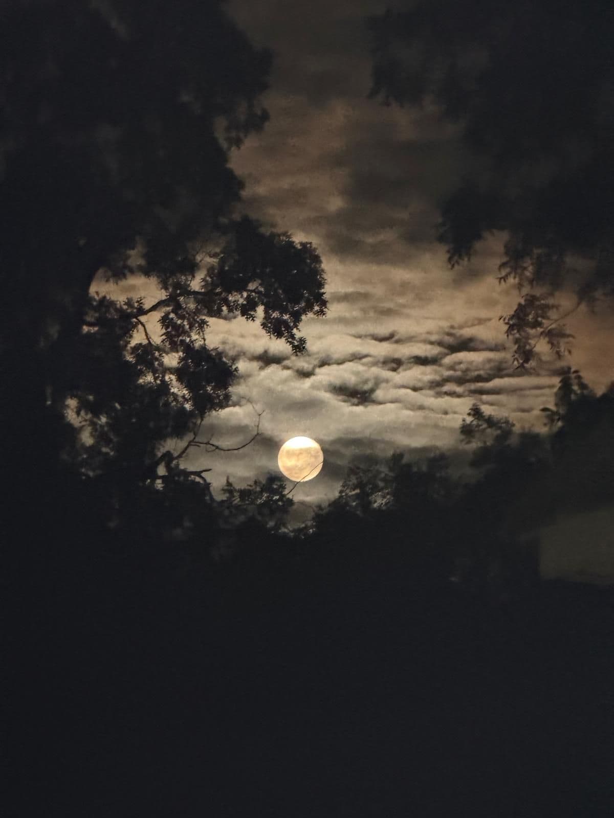 The moon looked amazing the other night!